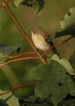 Red-Breasted-FlycatcherWEB.jpg