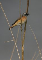 redstart2WEB.jpg