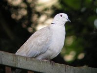 1st-Attempt_C.Dove2.jpg