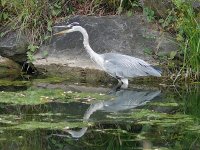 L1230730_Grey Heron.jpg