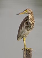 chinese pond heron_9085520.jpg