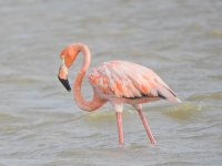 American Flamingo.JPG