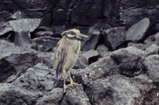 Yellow-crowned Night Heron 1991 Galapagos DSB03814-Edit.jpg