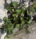 common henbit?.jpg