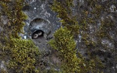 sand martin chicks.jpg