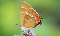 IMG_6561b Brown Hairstreak 11 Aug 2023 Ravensroost.jpg