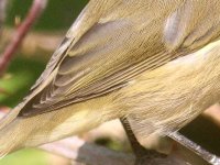 chiffchaff.jpg