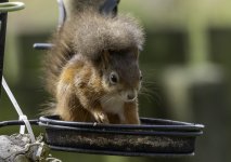 20230813 - First Red Squirrel in sunshine.jpg