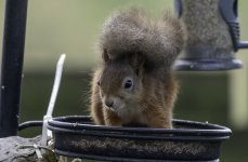 20230813 - First Red Squirrel looking into the camera.jpg