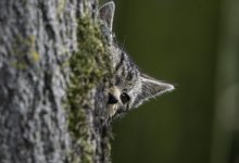 20230813 - Wild cat kitten peeping round the tree.jpg