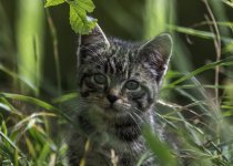20230813 - Wild cat kitten under the tree.jpg
