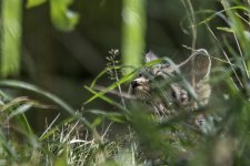 20230813 - Wild cat kitten first sighting.jpg