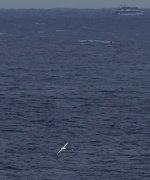 DSC09181 %22Snowy%22 Wandering Albatross (ssp exulans)@ Shelly Beach, Manly bf.jpeg