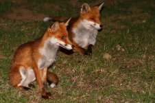 20200823 (1)_Red_Fox.JPG