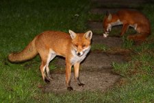 20200903 (2)_Red_Fox.JPG