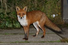 20201015 (2)_Red_Fox.JPG