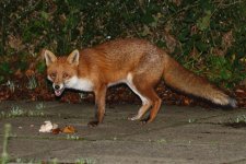 20201125 (7)_Red_Fox.JPG