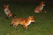 20210220 (1)_Red_Fox.jpg