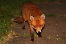 20210322 (10)_Red_Fox.jpg