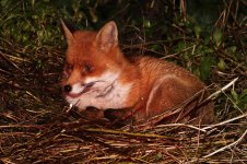 20211116 (1)_Red_Fox.JPG