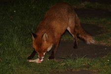 20220224 (3)_Red_Fox.JPG