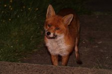 20230518 (10)_Red_Fox.JPG