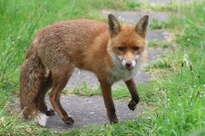 20230603 (5)_Red_Fox.JPG