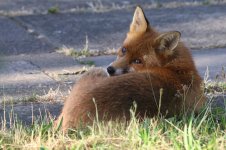 20230702 (7)_Red_Fox.JPG