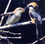 Bull-headed Shrike Young.jpg