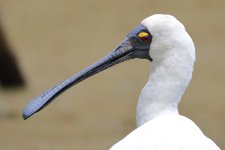 Royal Spoonbill 7.JPG