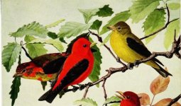 Scarlet Tanager.jpg