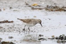 White-rumped-Sandpiper-(39)-fbook.jpg