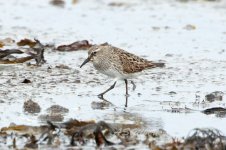 White-rumped-Sandpiper-(41)-fbook.jpg