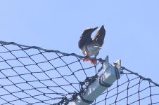 20230820 (9)_Red-footed_Booby.JPG