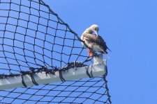 20230820 (18)_Red-footed_Booby.JPG