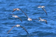 20230820 (21)_Corys_Shearwater.JPG