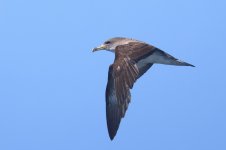 20230820 (23)_Corys_Shearwater.JPG