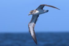 20230820 (24)_Corys_Shearwater.JPG