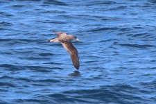 20230820 (35)_Corys_Shearwater.JPG