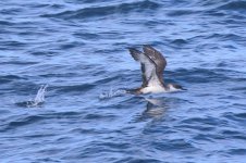 20230820 (38)_Great_Shearwater.JPG