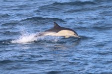 20230820 (42)_Common_Dolphin.JPG