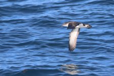 20230820 (44)_Manx_Shearwater.JPG