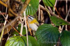 Firecrest-(1)-fbook.jpg