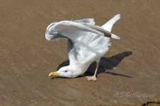 Caspian-Gull-(45)-fbook.jpg