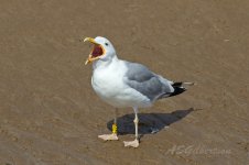 Caspian-Gull-(51)-fbook.jpg