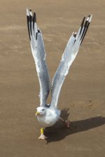 Caspian-Gull-(70)-fbook.jpg