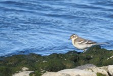 citrine wagtail.JPG