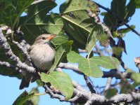 Rosy Starling.JPG