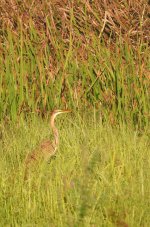 Purple Heron.JPG