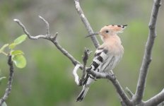 Hoopoe.JPG